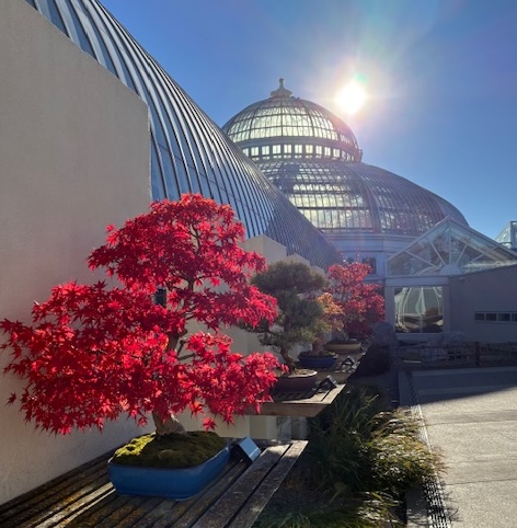 The bonsai collection at the Marjorie McNeely Conservatory in St. Paul, with the weak November sun at its mid-day height. The tiny trees are sporting fall colors.