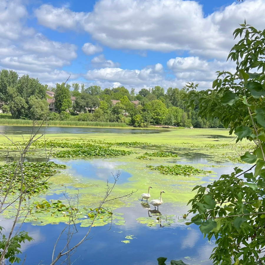 A neighborhood lake with lily pads, two swans, and leafy trees beneath a partly cloudy blue sky. Houses line the far shore.