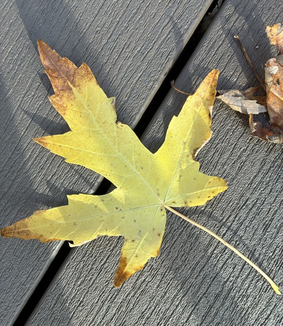 A yellow five-lobed leaf on a deck